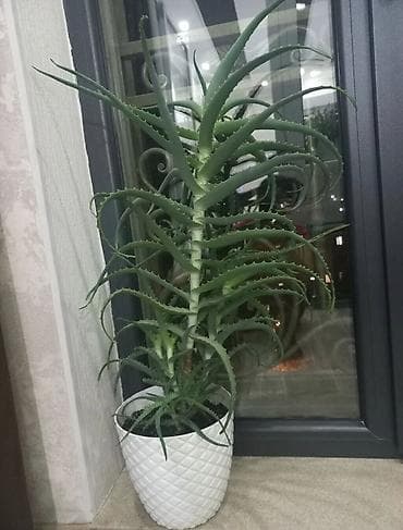 Бөлмө өсүмдүктөрү: Алоэ в декоративном кашпо - Крупное комнатное суккулентное растение с — 3