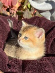 купить кошку британская вислоухая: На БРОНЬ!!!! Британская девочка окрас- золотая шиншилла.Пушистые — 4