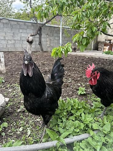 хаски щенки купить: Продаю | Петух | Для разведения — 9