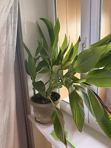 фиалки сортовые: Комнатные растения в горшках: 1) Молочай Миля (Euphorbia milii — 2