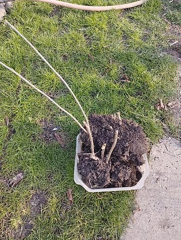 девичий виноград: Саженцы — 2