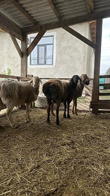 корги собаки: Продаю | Овца (самка) | Для разведения | Матка — 4