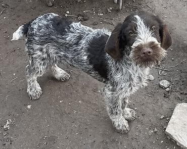 Ветеринар кызматы: Дратхаар, 5 айлык, Эркек, Эмделген — 3