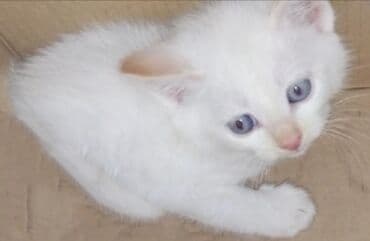 куда можно отдать собаку в бишкеке: Ангорская, 1 месяц, Девочка, Белый, Приучена к лотку — 1