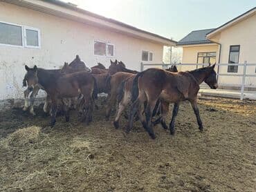 сколько стоит щенок хаски без документов: Продаю | Жеребец, Жеребенок | Кара Жорго — 4