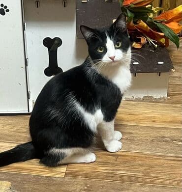 отдам даром вислоухого котенка: Мышык бекер берилет: Породасыз, 3 айлык, Эркек, Лотокко барууга үйрөтүлгөн, Курттардан тазаланган — 7