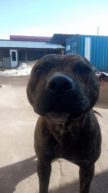 продажа кормов для сельскохозяйственных животных: Собака среднего роста, крепкого телосложения. Окрас тигровый — 2