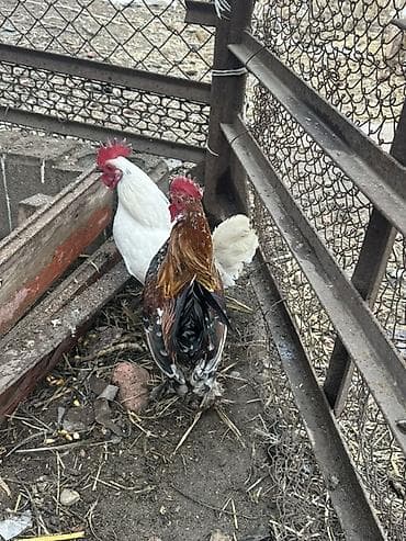 А/ч жаныбарлары үчүн тоюттар: Сатам | Тооктор | Көбөйтүү үчүн — 7