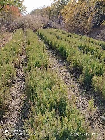 козу сатылат бишкек: Можжевельник — 1