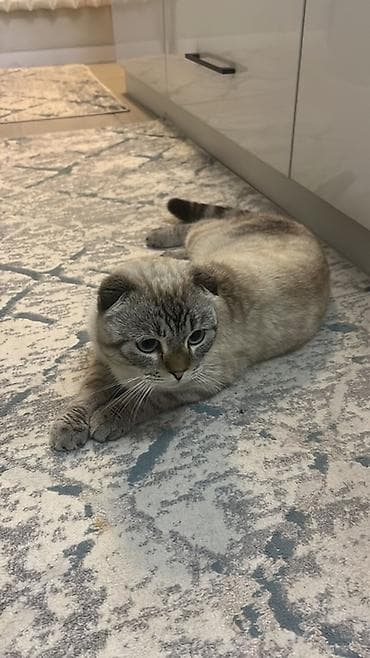 шатландские кошки: Шотландская вислоухая кошка, окрас поинтовый (серо-бежевый с тигровым — 1