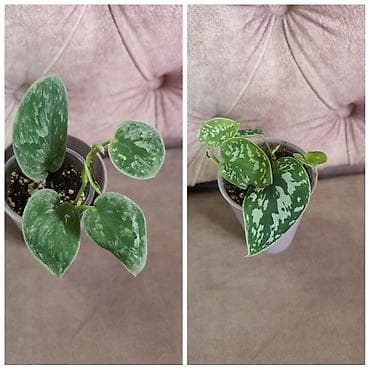 питомник растений: Филодендрон Burle Marx-200 Эпипремнум золотистый -100 Монстера -200 — 3