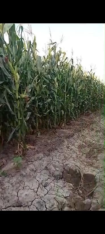 кукуруз: 🌽 ПРОДАЮ УРОЖАЙ КУКУРУЗЫ на силос В наличии 2,4 га кукурузы. 🌱 Урожай — 1