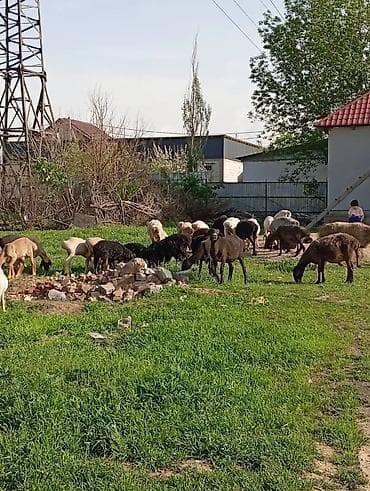 английский тай: Продаю | Овца (самка) | На забой | Котные — 4