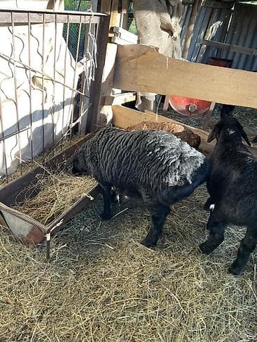 яйцо страуса: Продаю | Овца (самка), Ягненок | Арашан | Для разведения | Ярка — 3