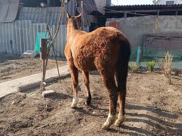 собаки для охраны: Продаю | Жеребенок | Для разведения — 4