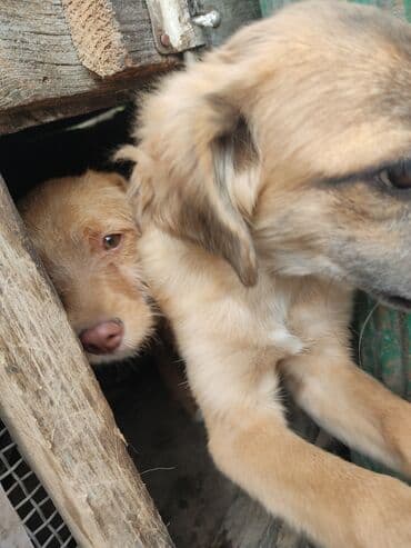 продажа щенков мопса: Щенков отдаю в хорошие руки с учётом фото отчет. даром — 4