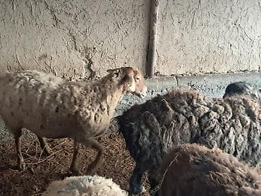 Куплю с/х животных: Продаю | Овца (самка) | Для разведения | Матка — 3