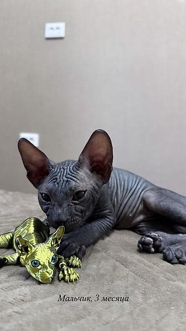 Үй жаныбарлары: 🐾 Ищем самые заботливые и любящие семьи для наших котят 🐾 В продаже — 9