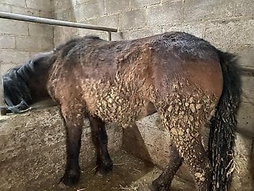 Зоотовары: Продаю | Кобыла (самка) | На забой — 3