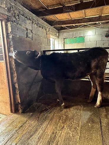 Зоотовары: Продаю | Тёлка | На откорм | Привязанные — 4