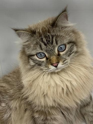 Мышык кууту: Мышык бекер берилет: Сибирь, 4 жаш, Эркек, Бычылган, Лотокко барууга үйрөтүлгөн, Курттардан тазаланган — 1