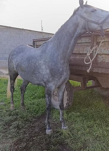 заказ делфин: Продаю | Кобыла (самка) | Английская | Рабочий | Мерин — 4