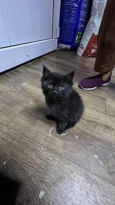 Котята, помёт домашний. Отдаю в хорошие добрые руки. Котята чистые — 1