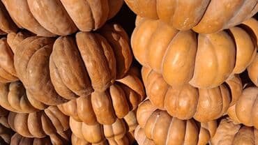 банки 3 литра цена бишкек: Продаю тыквуПродаю Тыква оптом от 2,5 тонн Предлагаем свежую — 1