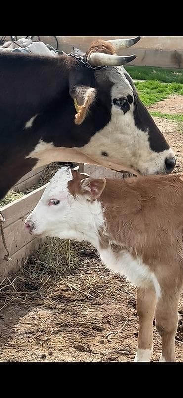 конь ат: Продаю | Тёлка | Полукровка | Для разведения | После отела — 2