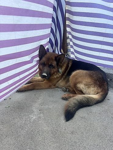 чау чау смуф цена: Немецкуя овчарка сатилат 4 жаш таза жаш балага тийбейт эркек — 2