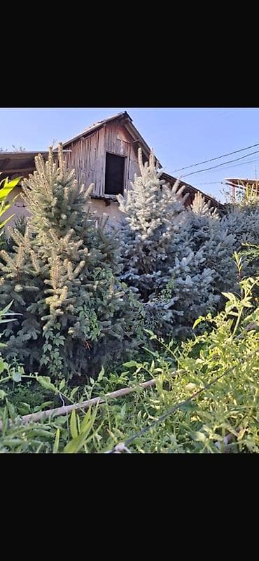 дерево береза: Ель колючая (Picea pungens, голубая ель) — саженцы разных размеров. - — 4