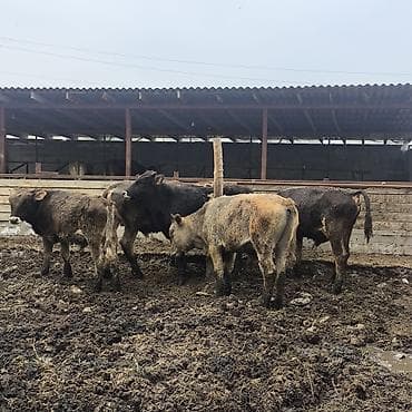 баран кара балта: Продаю | Бык (самец) | На откорм — 2