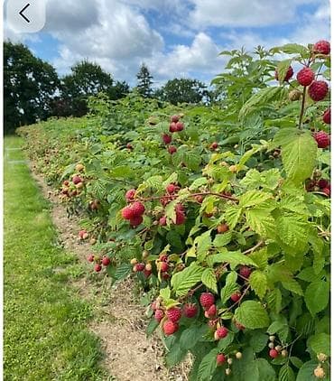 рабочий проект: Нужен работник по хозяйству — 2
