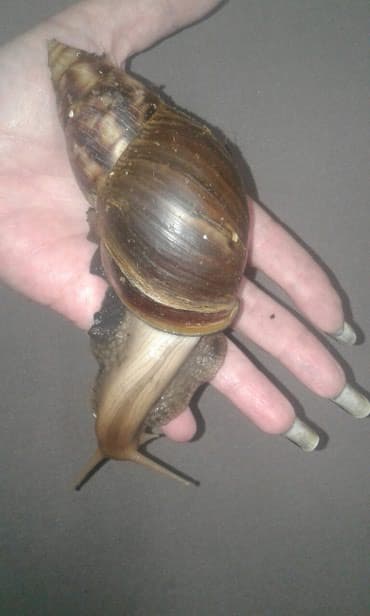 Грызуны: Ахатины .разного возраста .Проглистованы.Здоровые.Активные. Есть4 — 2