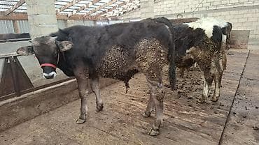 собаки балыкчы: Продаю | Бык (самец), Тёлка | Алатауская, Швицкая, Симментальская | На откорм, Для разведения | Племенные, Осеменитель, Не стельные — 8