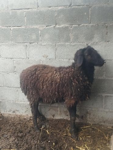 Продаю | Баран (самец) | Для разведения