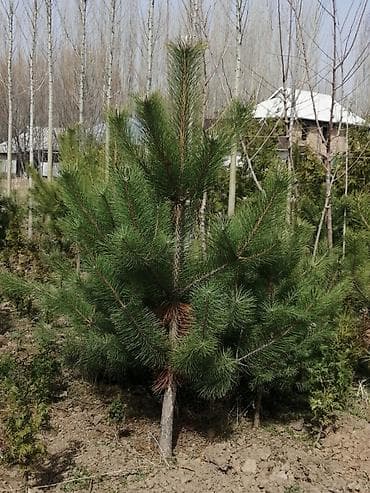 Бакча эмереги: Көчөттөр дарактардын: Кызыл карагайлар — 2