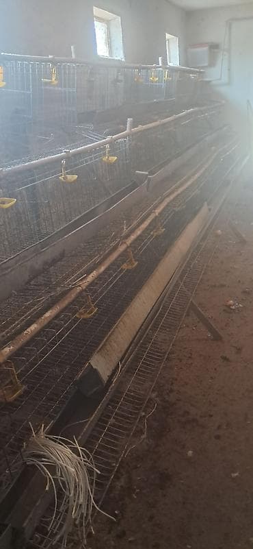 С/х животные и товары: Многоярусные клетки для содержания кур‑несушек (батарея клеточная) - — 2