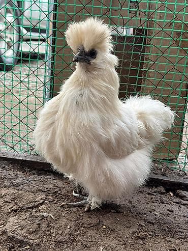 корм для кошек: Продаю | Петух, Куры — 3