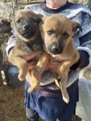 отдать собаку в приют бесплатно: Внимание Срочно отдам даром щенят здоровые активные кушают хорошо — 4