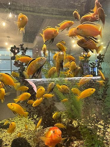 попуга: Аквариумные рыбы — яркие цихлиды (Malawi/Мбуна) и попугай-парарот — 2