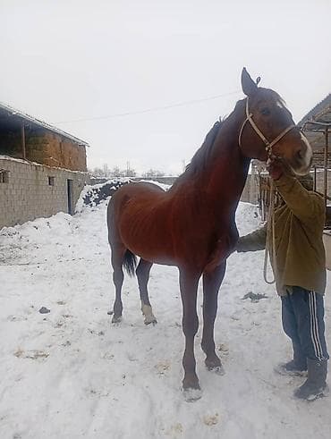 Продаю | Конь (самец) | Для разведения, Конный спорт | Племенные at lalafo.kg Продаю | Конь (самец) | Для разведения, Конный спорт | Племенные