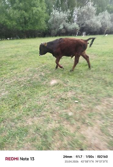 я ищу карова: Продаю | Бык (самец) — 5