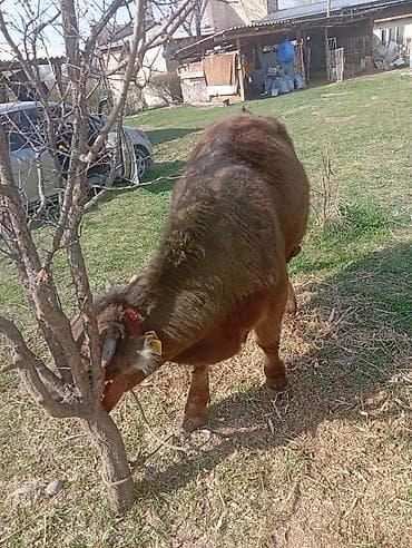 телята коровы: Продаю | Бык (самец) | На откорм | Привязанные — 1