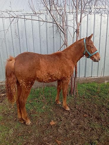 Үй жаныбарлары: Сатам | Тай | Ат спорту — 4