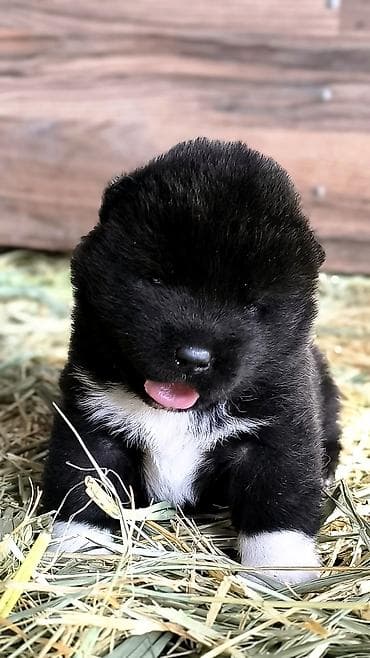 хаски куплю: Щенки американской акиты готовятся к предварительному бронированию — 3