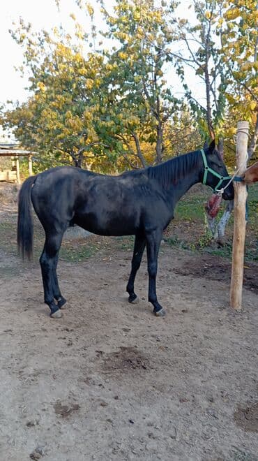 усыпление животных бишкек: Продаю | Жеребец | Конный спорт | Племенные — 4