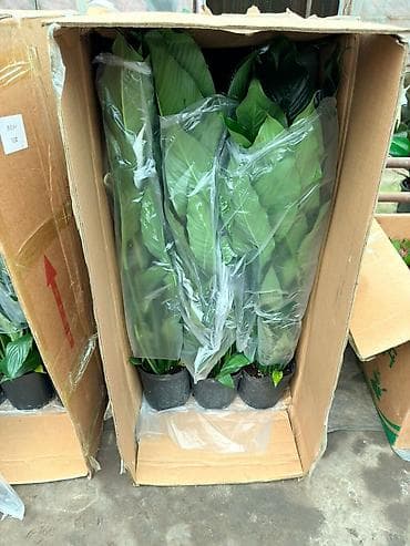 спатифиллюм: Спатифиллум (Spathiphyllum), крупный комнатный цветок с белыми — 2