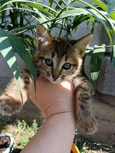 рыжая кошка: Котёнок, полосатый табби. Описание: Отдадим в добрые руки! - Окрас — 1