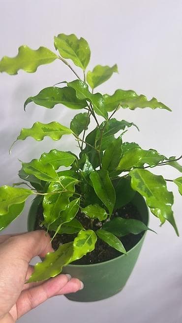 Замиокулькас (Долларовое дерево): Фикус Бенджамина Голден Моник с волнистыми листьями. -Эффектная крона — 1